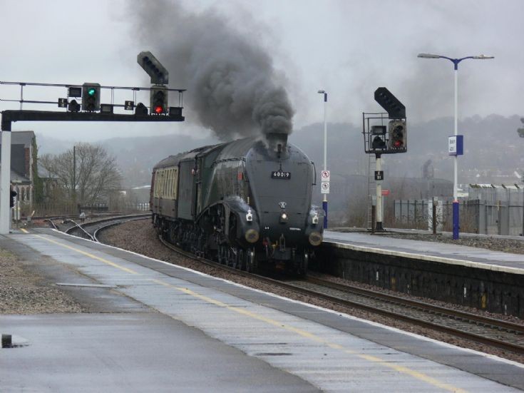 Bittern at Newton Abbot
