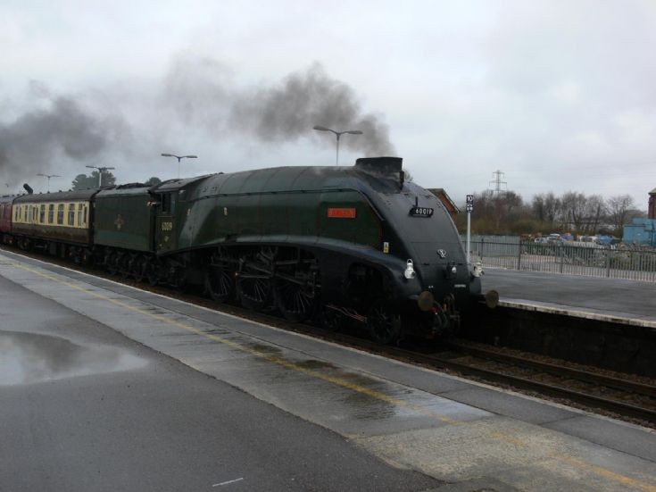 Bittern at Newton Abbot