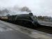 Bittern at Newton Abbot
